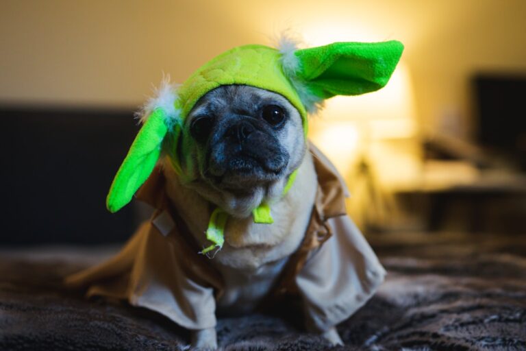Spooktacular Gear: Your One-Stop Shop for All Things Halloween